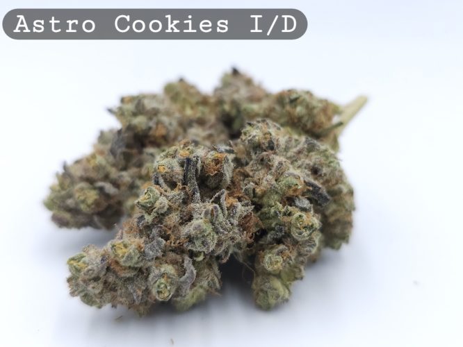 Indoor Astro Cookies, The Dope Warehouse, Cannabis, THC, Bud, Weed