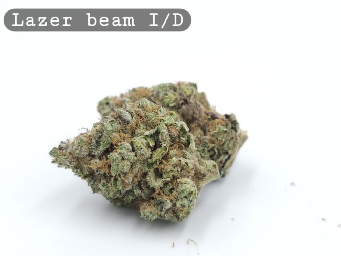 Indoor Lazer Beam, The Dope Warehouse, Cannabis, THC, Bud, Weed