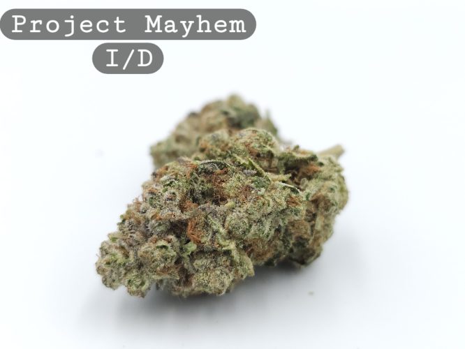 Indoor Project Mayhem, The Dope Warehouse, Cannabis, THC, Bud, Weed