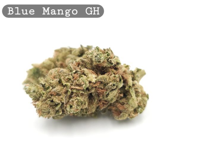 Greenhouse Blue Mango, The Dope Warehouse, Cannabis, THC, Bud, Weed