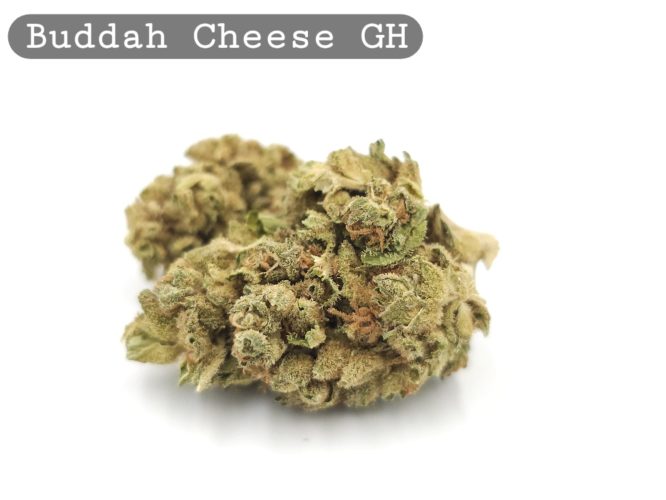 Greenhouse Buddah Cheese, The Dope Warehouse, Cannabis, THC, Bud, Weed