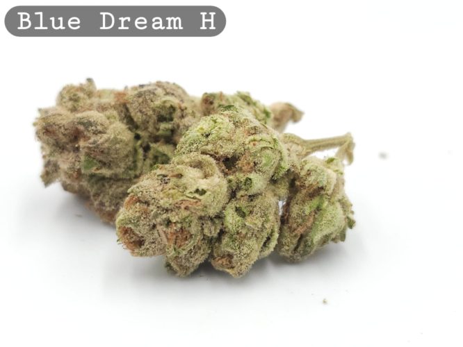 Indoor Blue Dream, The Dope Warehouse, Cannabis, THC, Bud, Weed