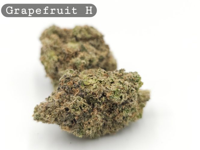 Indoor Grapefruit, The Dope Warehouse, Cannabis, THC, Bud, Weed