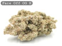 Face Off OG, The Dope Warehouse, Cannabis, THC, Bud, Weed