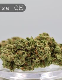 Greenhouse Cheese per 2g_Cannabis Bud_Cannabis Flower_The Dope Warehouse