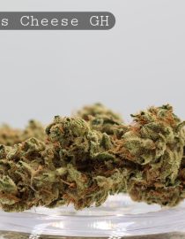 Greenhouse Exodus Cheese per 2g_Greenhouse Bud_Cannabis Flower_Bud_The Dope Warehouse