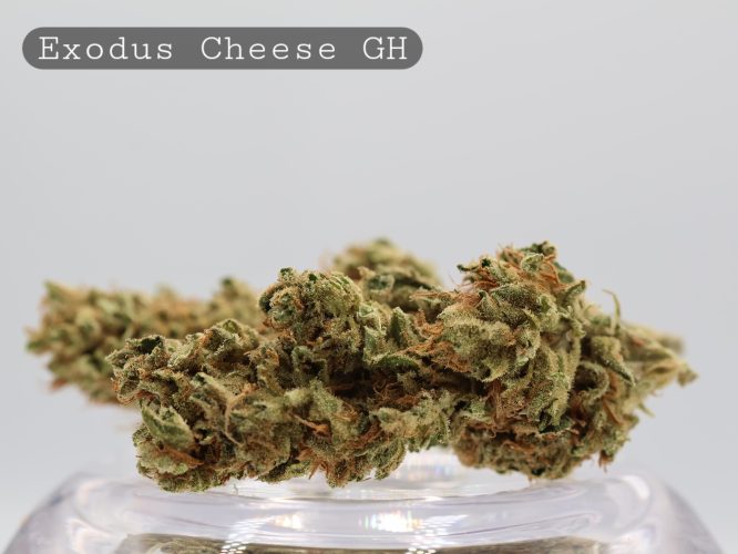 Greenhouse Exodus Cheese per 2g_Greenhouse Bud_Cannabis Flower_Bud_The Dope Warehouse