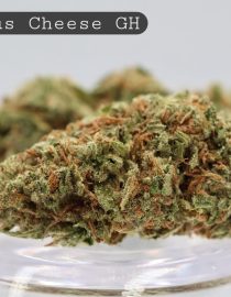 Greenhouse Exodus Cheese_Greenhouse bud_Cannabis_ Flower_weed_the dope warehouse