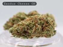 Greenhouse Exodus Cheese_Greenhouse bud_Cannabis_ Flower_weed_the dope warehouse