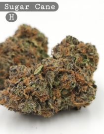 Indoor Deluxe Sugar Cane_Cannabis Bud_Hydro Cannabis_The dope warehouse