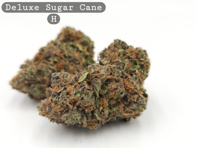 Indoor Deluxe Sugar Cane_Cannabis Bud_Hydro Cannabis_The dope warehouse