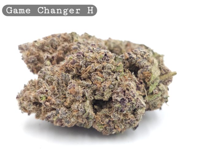 Indoor Game Changer_Cannabis Bud_Hydro Cannabis_The dope warehouse