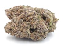 Greendoor Game Changer_Cannabis Bud_Hydro Cannabis_The dope warehouse - The Dope Warehouse Greendoor Game Changer_Cannabis Bud_Hydro Cannabis_The dope warehouse