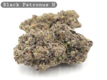 Indoor Black Patronus_Cannabis Bud_Hydro Cannabis_The dope warehouse - The Dope Warehouse Indoor Black Patronus_Cannabis Bud_Hydro Cannabis_The dope warehouse
