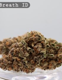 Indoor Jelly Breath_Cannabis Bud_Hydro Cannabis_The dope warehouse