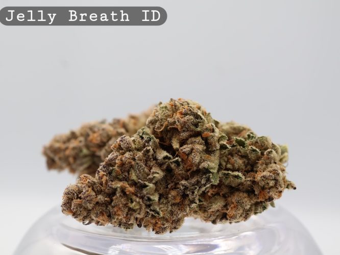 Indoor Jelly Breath_Cannabis Bud_Hydro Cannabis_The dope warehouse