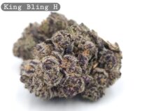 Greendoor King Bling_Cannabis Bud_Hydro Cannabis_The dope warehouse