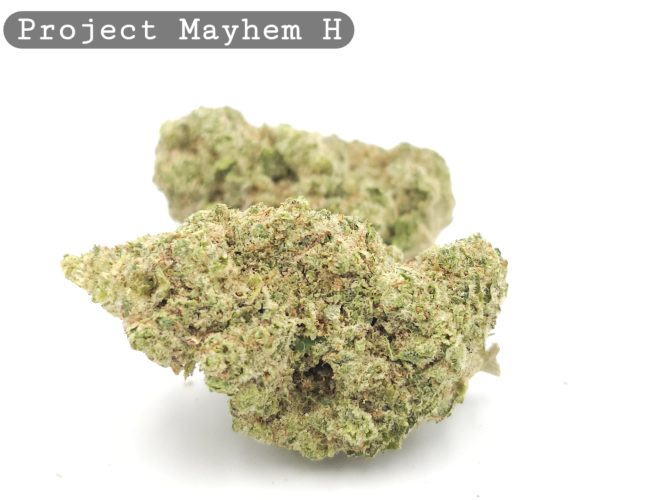 Indoor Project Mayhem_Cannabis Bud_Hydro Cannabis_The dope warehouse