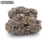 Indoor Runtz_Cannabis Bud_Hydro Cannabis_The dope warehouse