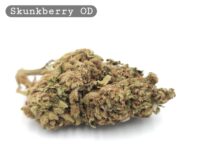 Outdoor Skunkberry_Cannabis Bud_The dope warehouse - The Dope Warehouse Outdoor Skunkberry_Cannabis Bud_The dope warehouse