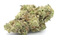 Greendoor-Koffee-Breath_Cannabis-Bud_The-dope-warehouse-570x320