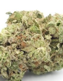 Greendoor-Koffee-Breath_Cannabis-Bud_The-dope-warehouse-570x320