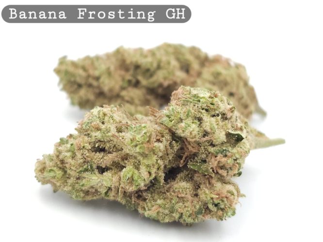 Greenhouse Banana Frosting-Skunkberry_Cannabis-Bud_The-dope-warehouse