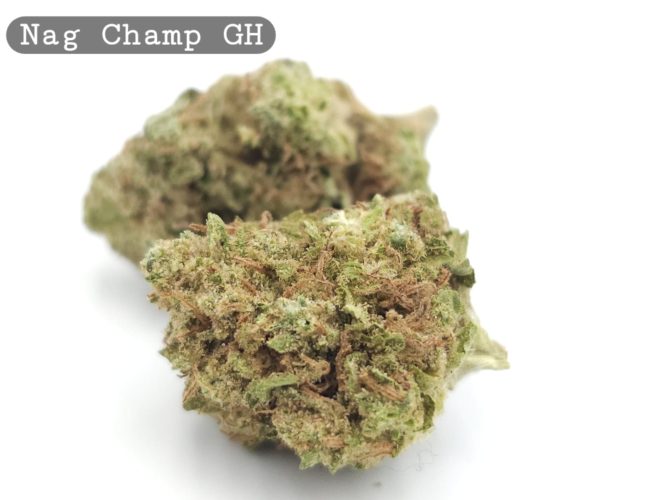 Greenhouse Nag Champa_Cannabis-Bud_The-dope-warehouse