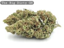 Greenhouse The Big Dirty_Cannabis-Bud_The-dope-warehouse - The Dope Warehouse Greenhouse The Big Dirty_Cannabis-Bud_The-dope-warehouse