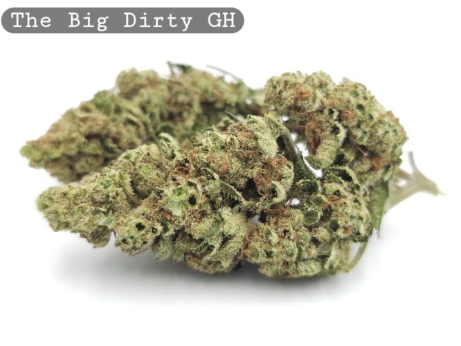 Greenhouse The Big Dirty_Cannabis-Bud_The-dope-warehouse