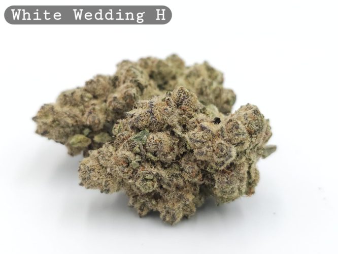 Indoor White Wedding_Cannabis Bud_Hydro Cannabis_The dope warehouse