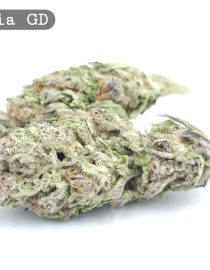 Greendoor Amnesia_Cannabis-Bud_The-dope-warehouse