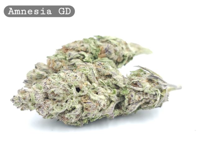 Greendoor Amnesia_Cannabis-Bud_The-dope-warehouse