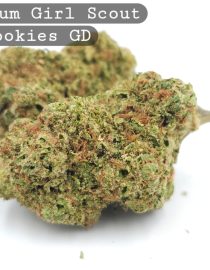 Greendoor Platinum Girl Scout Cookies_Cannabis-Bud_The-dope-warehouse
