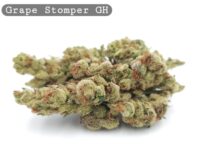 Greenhouse Grape Stomper_Cannabis-Bud_The-dope-warehouse