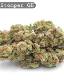Greenhouse Grape Stomper_Cannabis-Bud_The-dope-warehouse