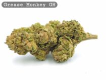 Greenhouse Grease Monkey_Cannabis-Bud_The-dope-warehouse