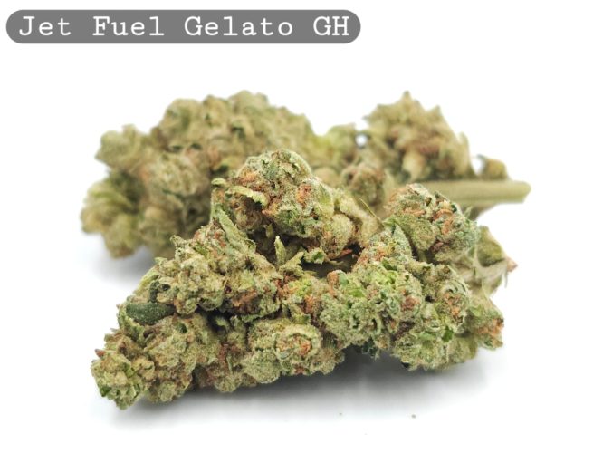 Greenhouse Jet Fuel Gelato_Cannabis-Bud_The-dope-warehouse