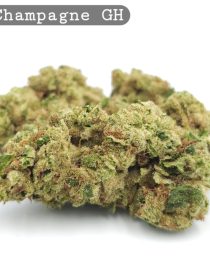 Greenhouse Pink Champagne_Cannabis-Bud_The-dope-warehouse