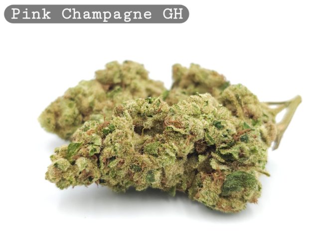 Greenhouse Pink Champagne_Cannabis-Bud_The-dope-warehouse