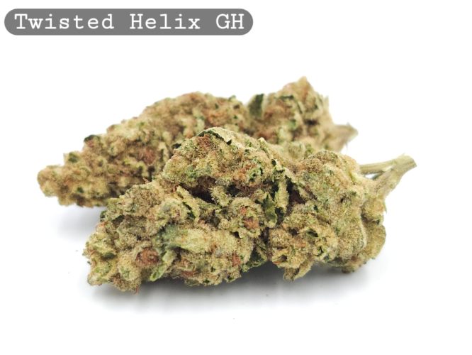 Greenhouse Twisted Helix_Cannabis-Bud_The-dope-warehouse