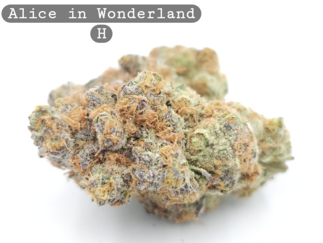 Indoor Alice in Wonderland_Hyrdo Bud_Flower_Weed_Cannabis-Bud_The-dope-warehouse