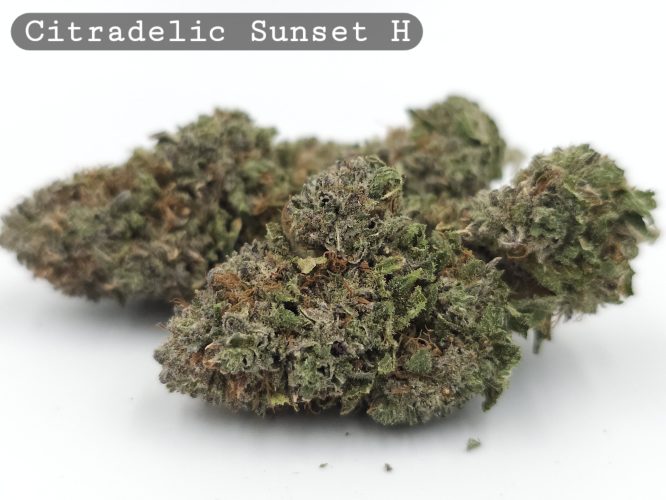 Indoor Citradelic Sunset_Hyrdo Bud_Flower_Weed_Cannabis-Bud_The-dope-warehouse