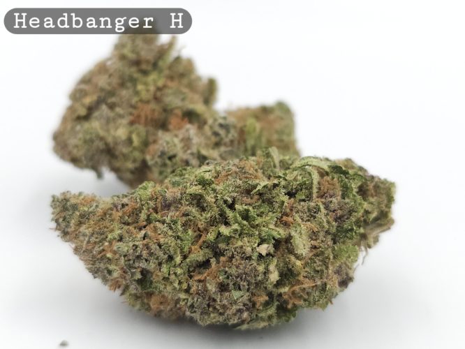 Indoor Headbanger_Hyrdo Bud_Flower_Weed_Cannabis-Bud_The-dope-warehouse