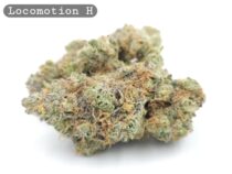 Indoor Locomotion_Hyrdo Bud_Flower_Weed_Cannabis-Bud_The-dope-warehouse - The Dope Warehouse Indoor Locomotion_Hyrdo Bud_Flower_Weed_Cannabis-Bud_The-dope-warehouse
