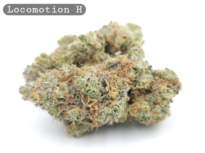 Indoor Locomotion_Hyrdo Bud_Flower_Weed_Cannabis-Bud_The-dope-warehouse