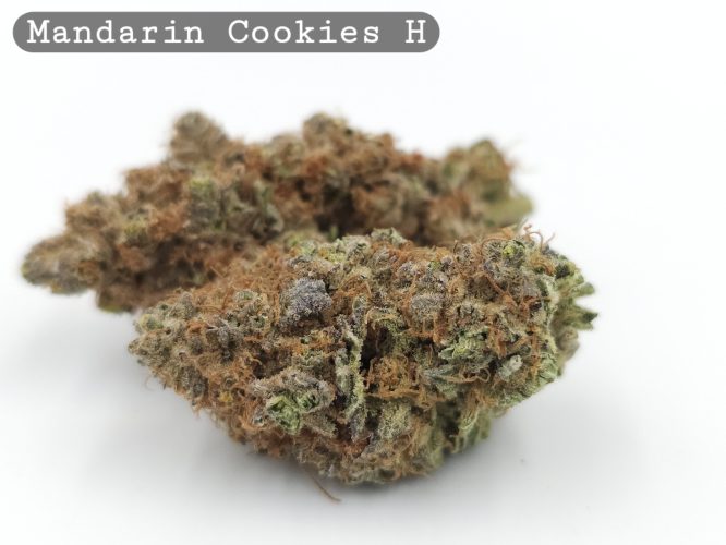 Indoor Mandarin Cookies_Hyrdo Bud_Flower_Weed_Cannabis-Bud_The-dope-warehouse