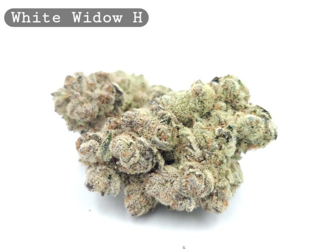 Indoor White Widow_Cannabis-Bud_The-dope-warehouse