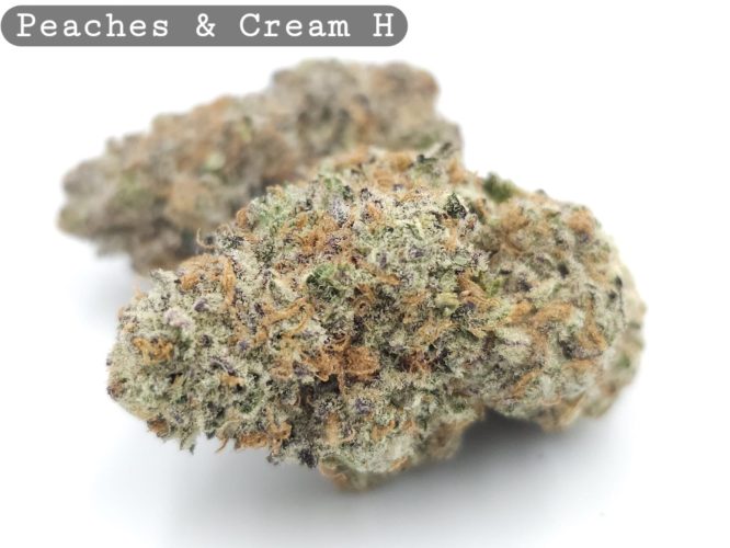 Indoor peaches and cream_Cannabis Bud_Hydro Cannabis_The dope warehouse