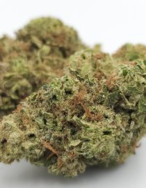 Greendoor Super Lemon Haze_Cannabis-Bud_The-dope-warehouse